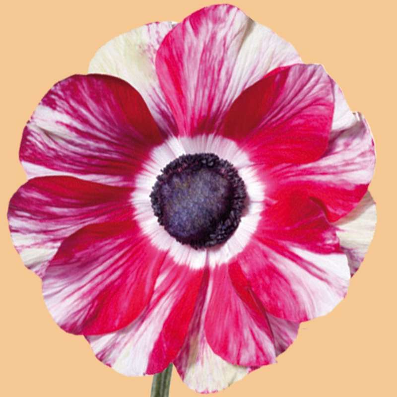 Anemone 'Mistral® Tigre'